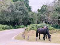 Into the Wild: A Day Trip from Southampton to the New Forest
