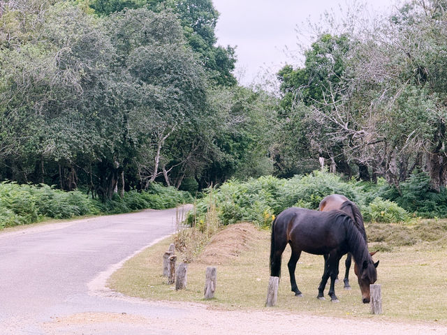 Into the Wild: A Day Trip from Southampton to the New Forest