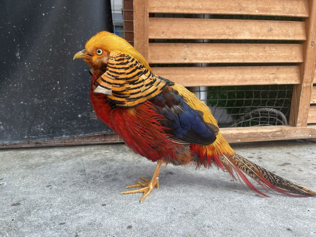 【掛川花鳥園】鳥と戯れたいならここ！