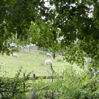 Mudchute Park and Farm: A Slice of Countryside in the City 🐑🦆🐴
