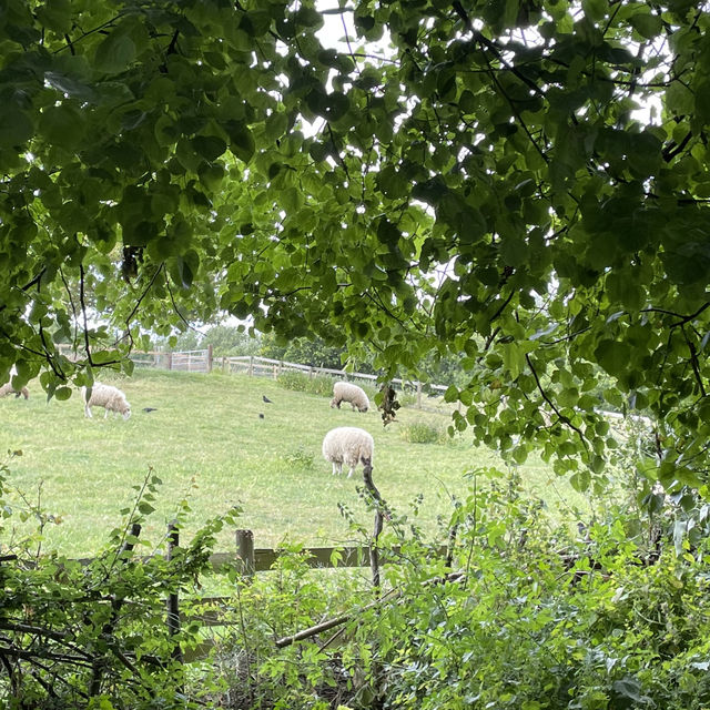 Mudchute Park and Farm: A Slice of Countryside in the City 🐑🦆🐴