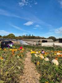 Pumpkin picking at Clackmae Farm