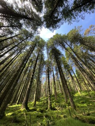 Straight Up, Stunning Views: Our Whinlatter Adventure 🌲🏔️