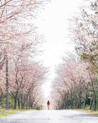 Jeju Island, a holy land for cherry blossom viewing.