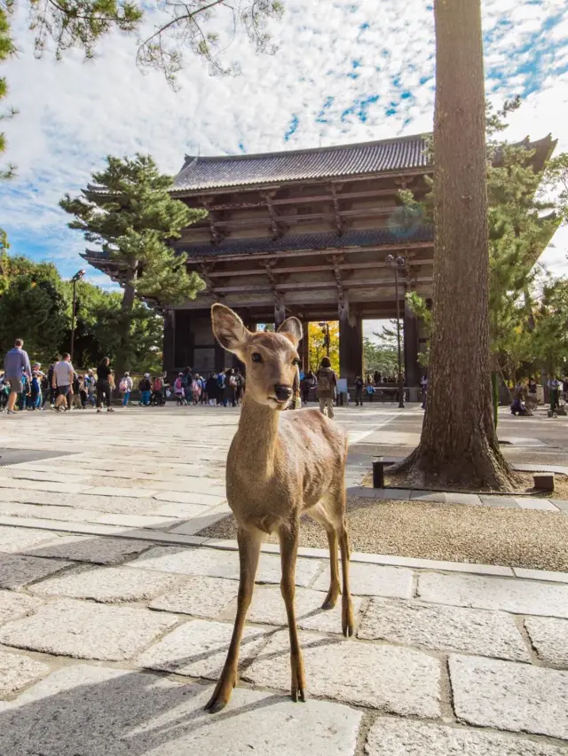 Nara Travel Guide - Japan Charter Tour Guide