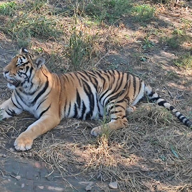 🐅 Majestic Northeast Tiger Forest Park ✨🤩✨