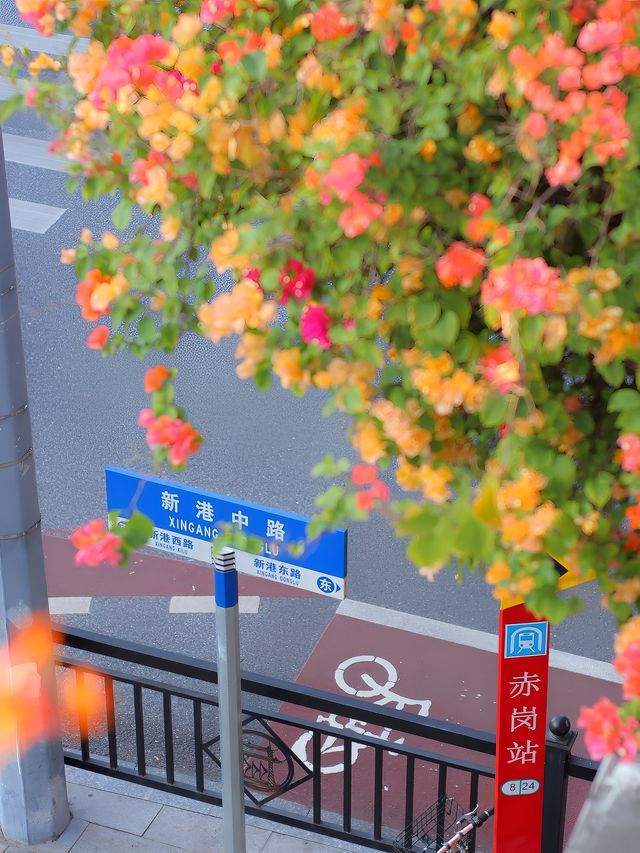 我願稱之為廣州最美天橋整座橋都被三角梅包圍，好浪漫