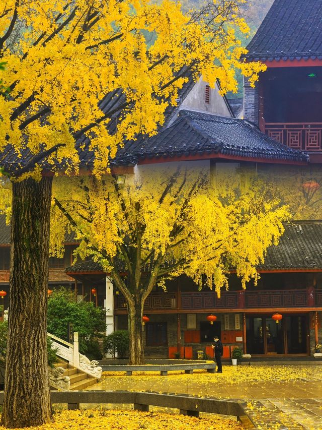 南京栖霞山最美的楓葉是孩子一生值得去的地方