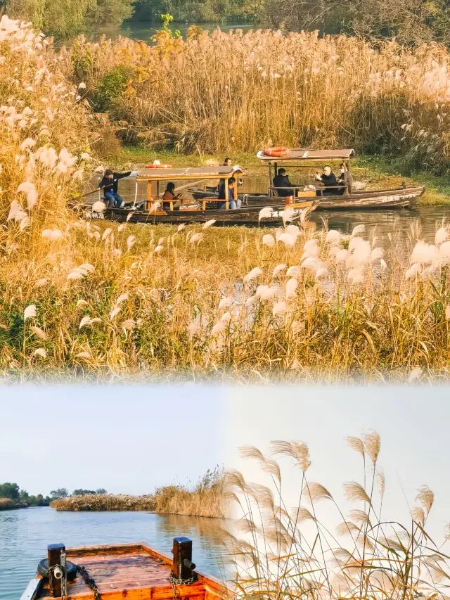 西湖西溪湿地の秋の美しさだけを理解するのではなく