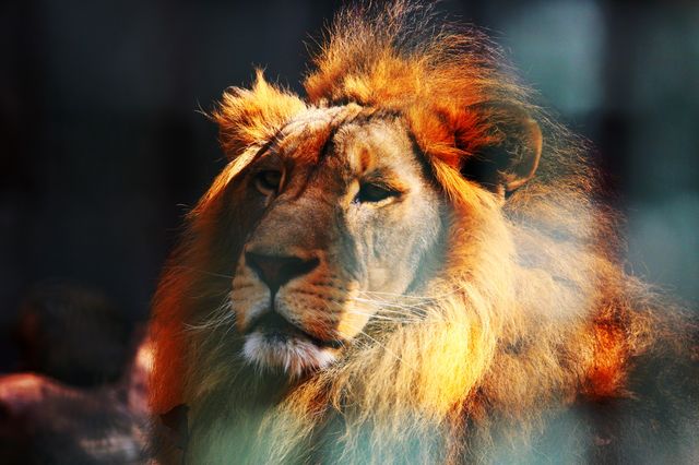 南京紅山森林動物園，秋色怡人