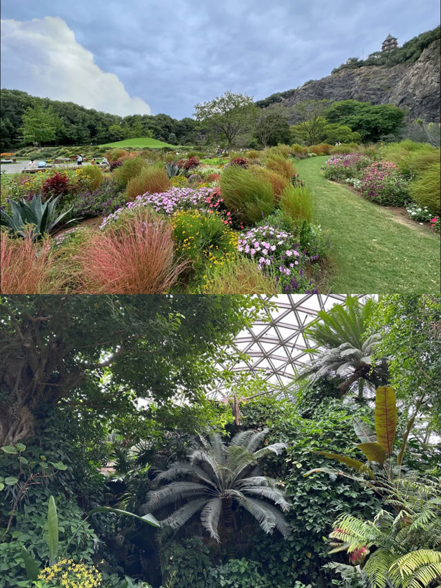 辰山植物園的觀賞草迎來了高光時節