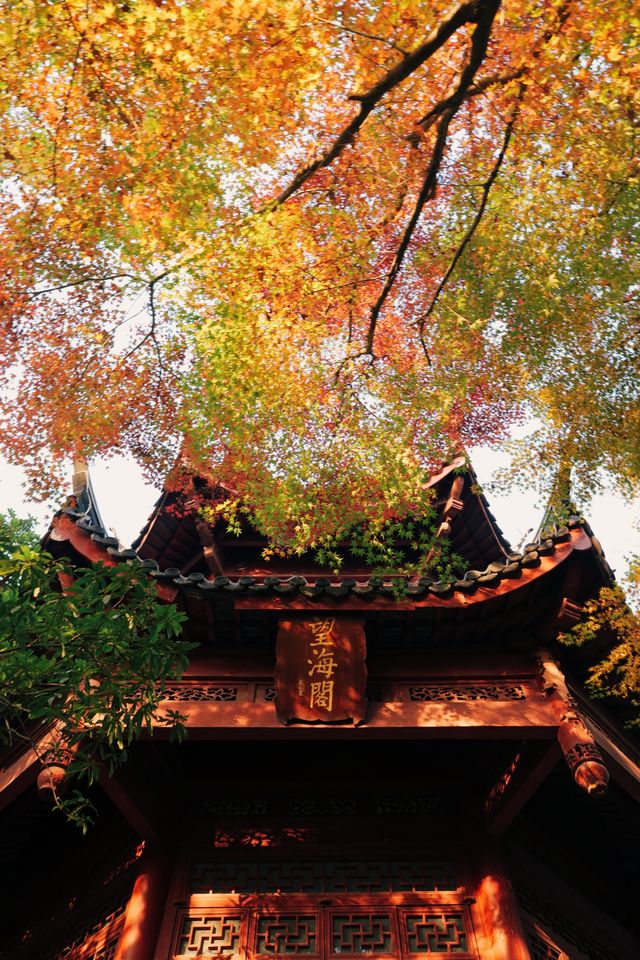 發現上海｜奉賢古華園，這裡的紅葉也很美