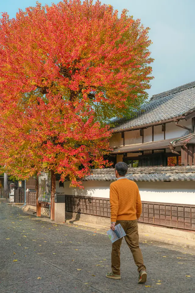 Autumn leaves in Kurashiki