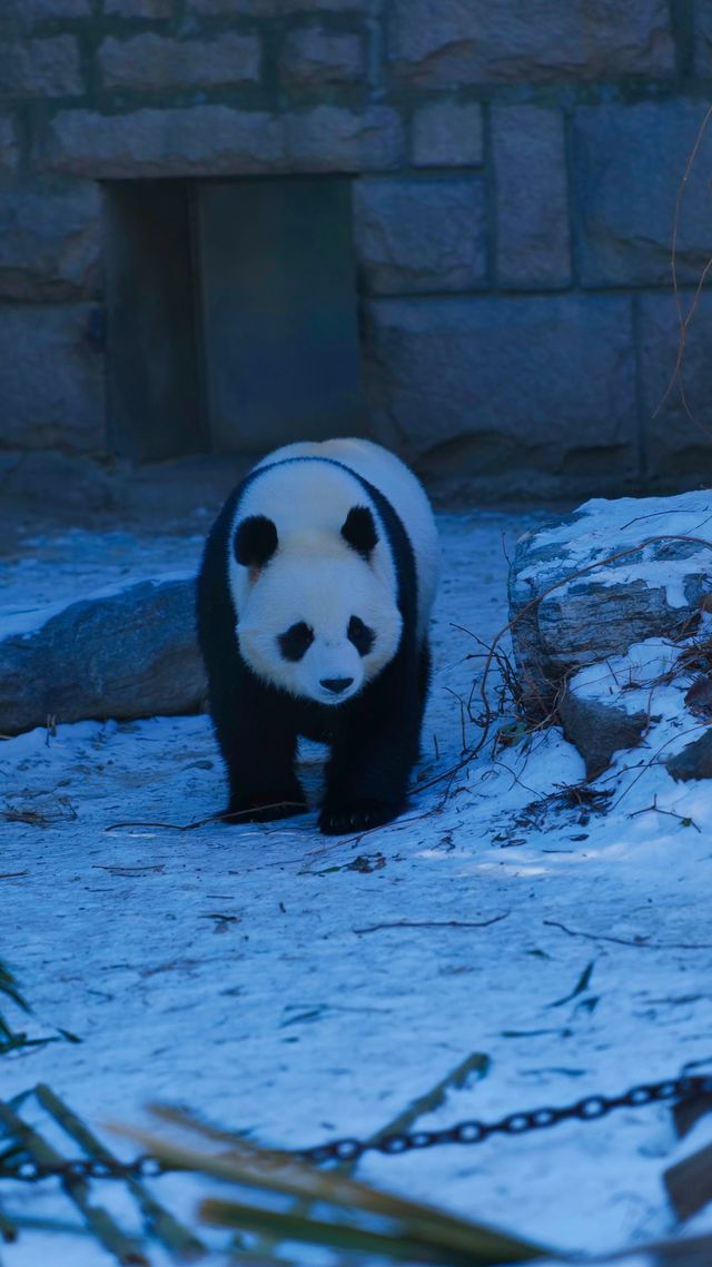 北京動物園