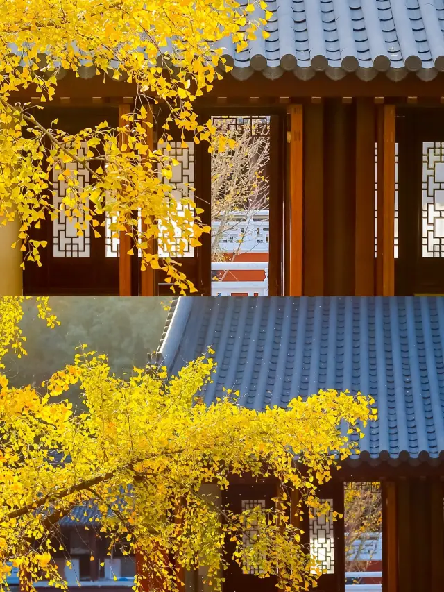 南京滿城盡帶黃金甲，但銀杏還是清涼山人少景美|