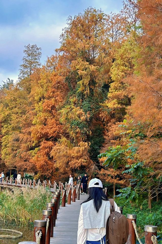深圳拍照 新年去仙湖植物園看一次落羽杉吧 深圳拍照 新年去仙湖植物園看一次落羽杉吧