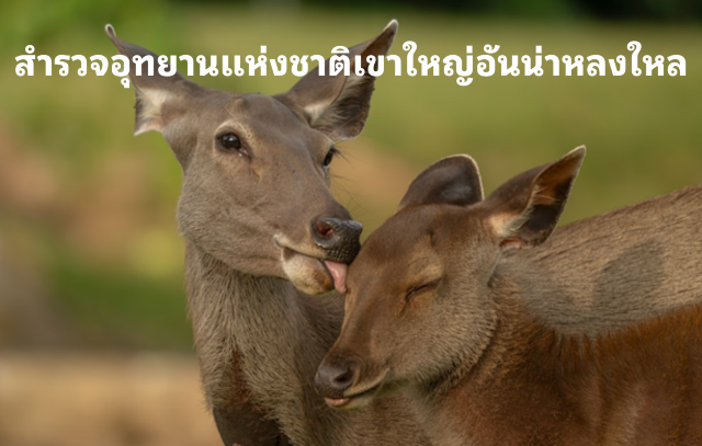 สำรวจอุทยานแห่งชาติเขาใหญ่อันน่าหลงใหล