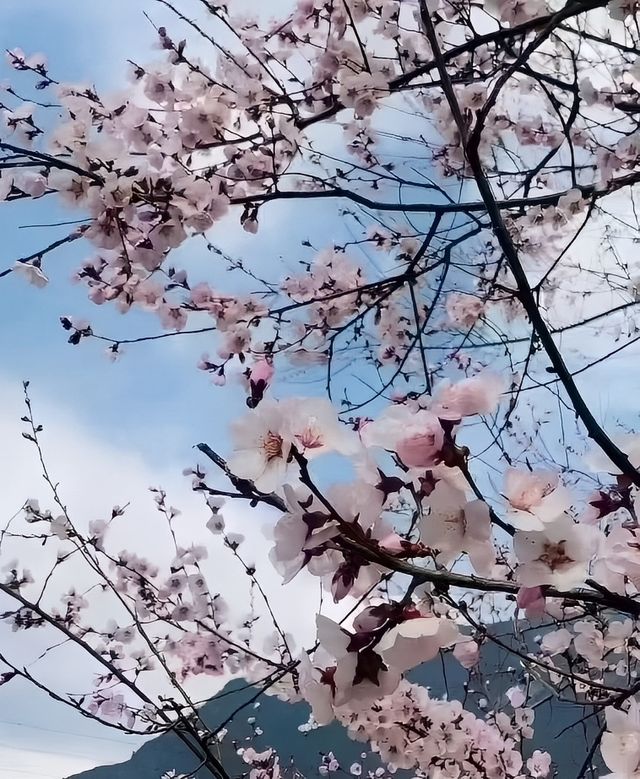 林芝的春天跟你有個約定！