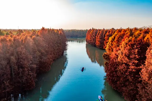 This popular autumn viewing spot in Shanghai, if you miss it, you'll have to wait another year!