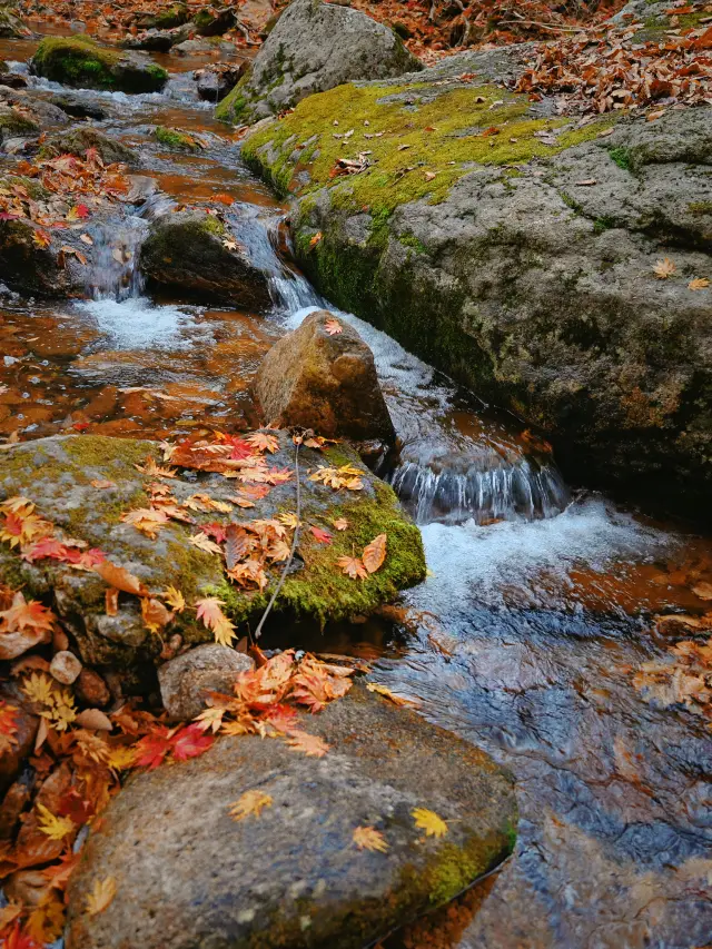 Don't regret checking in at the beautiful autumn scenery of Shennongjia! Here's a guide