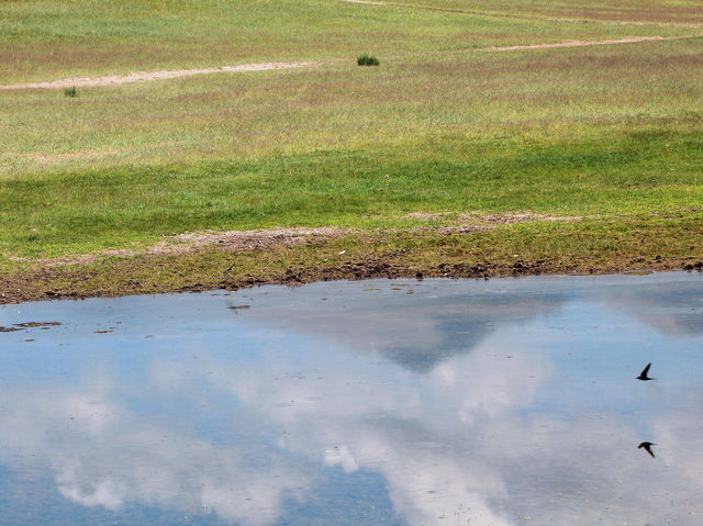 新疆·和靜｜巴音布魯克草原的“天鵝湖”