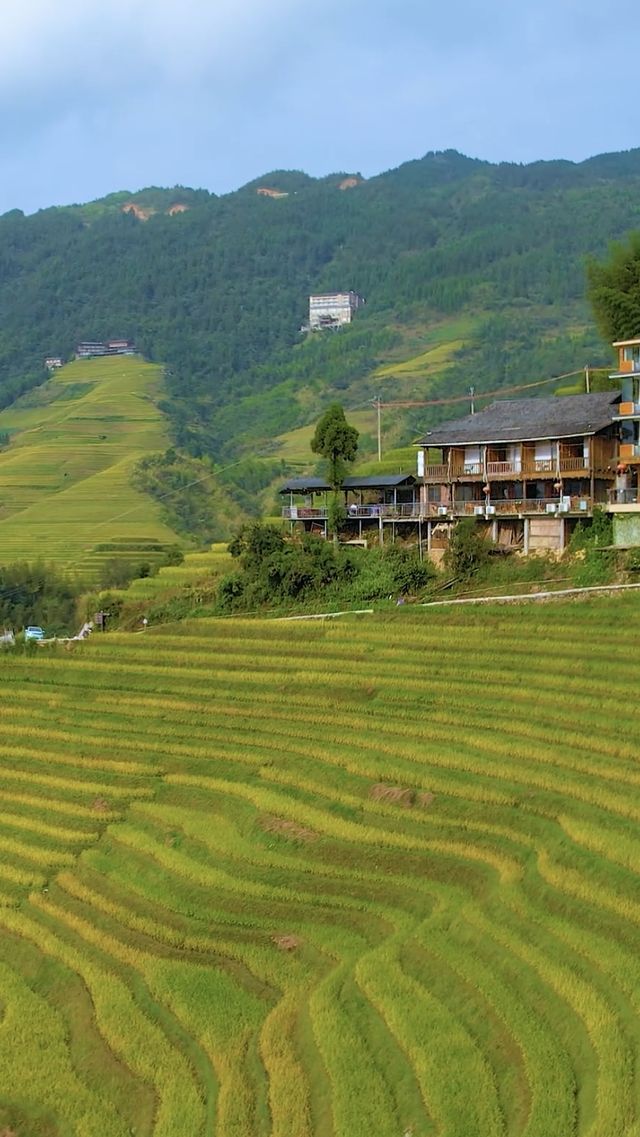 地點：桂林龍脊梯田風景區  時節：一年一季的豐收時節  景觀：黃色的衣裳，即將