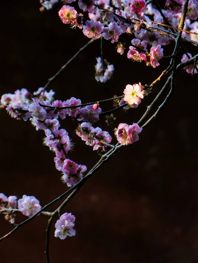 回家了，去看看故鄉梅州的梅花吧，一起去拍照打卡吧！