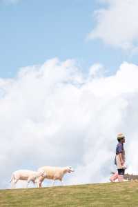 清邁湄林縣超超超好拍綿羊農場