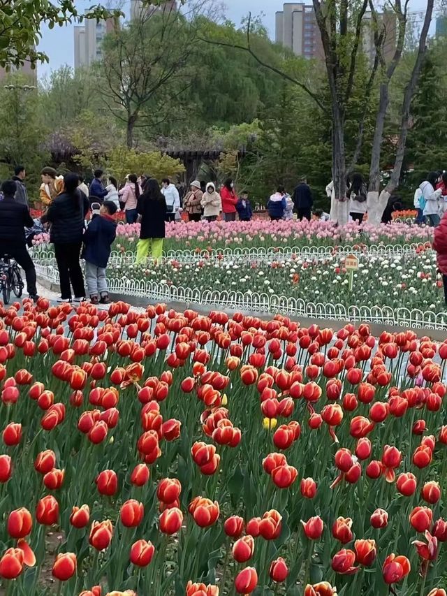 聊城鳳凰苑植物園 | 遍地鬱金香