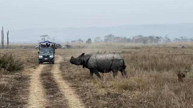 Nepal Day5 | Chitwan Forest Jeep & Elephant Safari