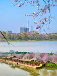 這裡是廣州!! | 三公里粉色花海長廊太浪漫了~