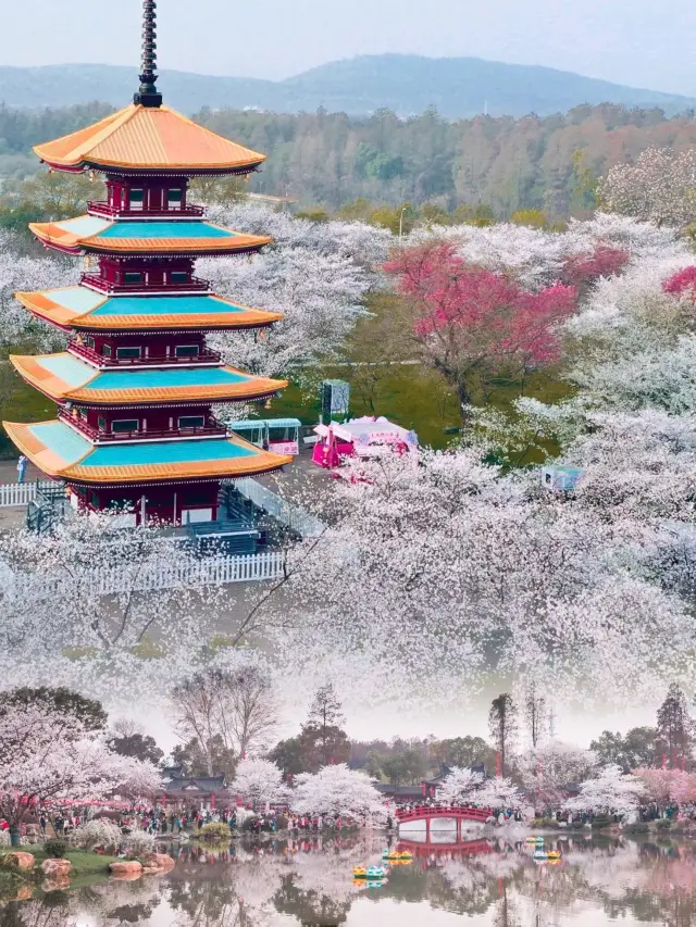 The Three Great Cherry Blossom Capitals of the World | Wuhan East Lake Cherry Blossom Garden is now open