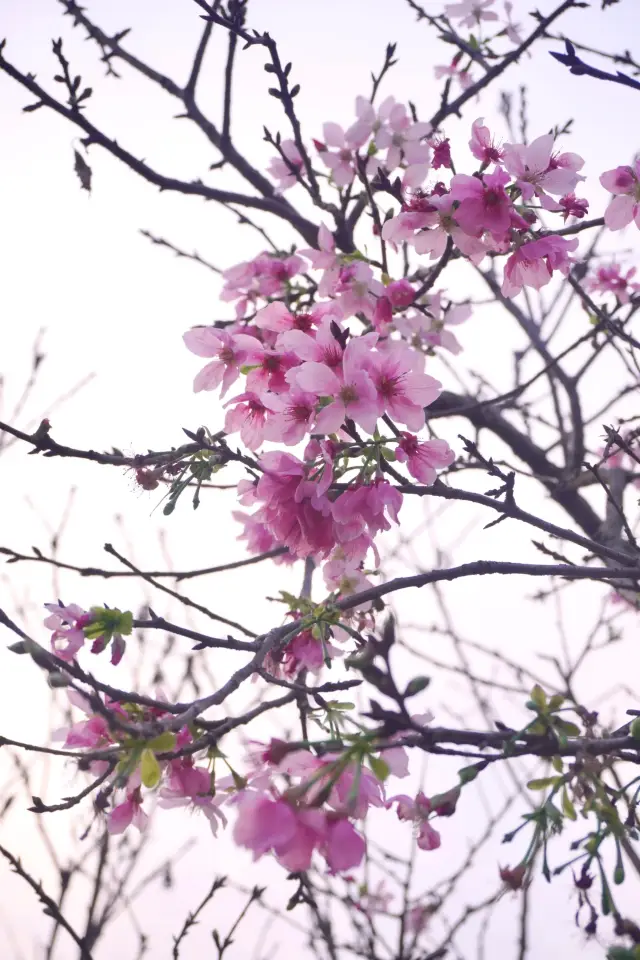 廣州賞花好去處