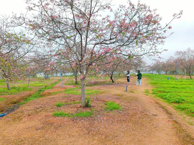 3月到天适櫻花悠樂園看花