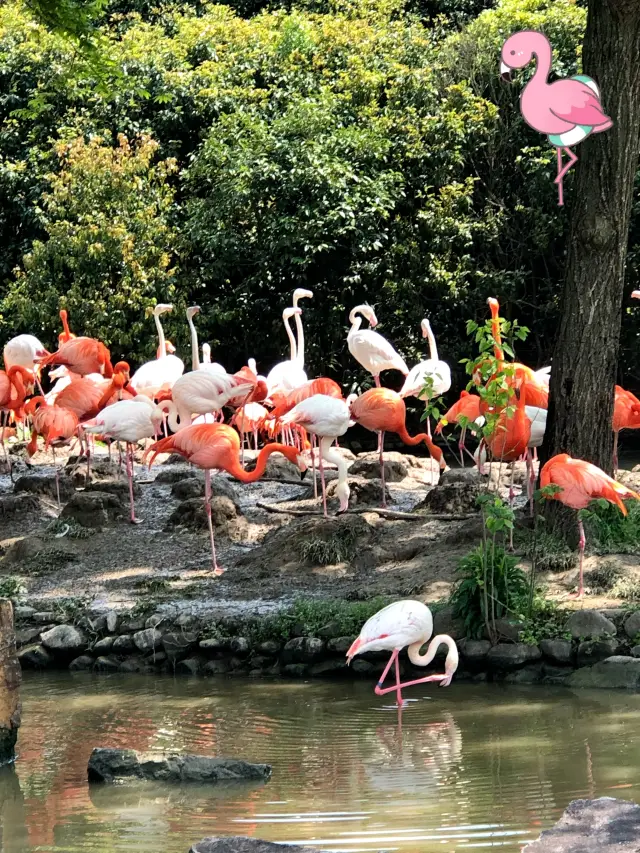 夏日來場動物的聚會—上海野生動物園