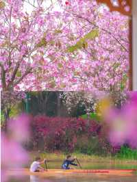 廣州紫金花海，春天賞花好去處