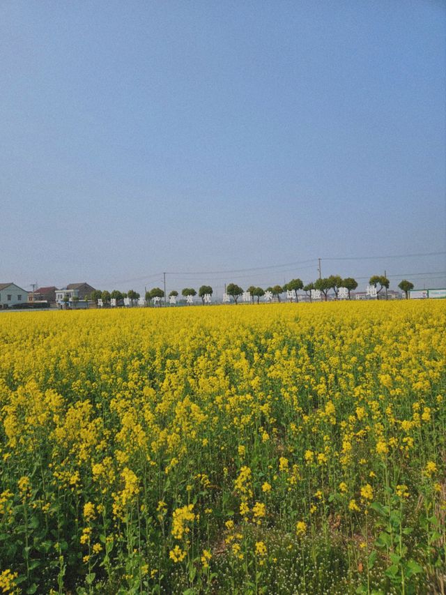 春天總不能忘記那片油菜花田