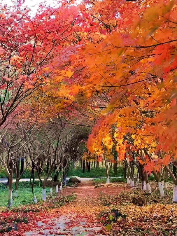 上海賞秋寶藏地，你不能錯過的秋景