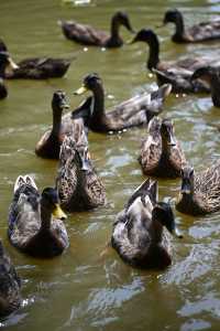 西安最大的公園竟然免費拍照、溜娃真的絕了