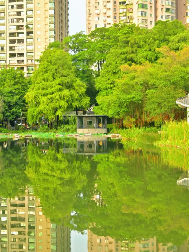 在雨後的四海公園，邂逅湖邊的浪漫