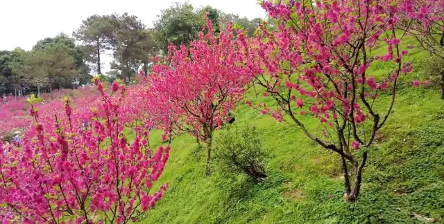 남녕 3월에 청수산에서 가장 아름다운 관람지