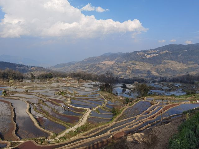 元田梯田觀日出