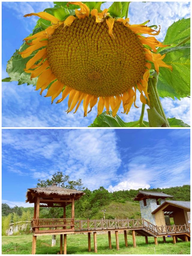 觀賞黑天鵝的營地，昆明周邊露營燒烤全能營地