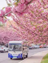 Ocean University of China (Laoshan Campus) 🌸