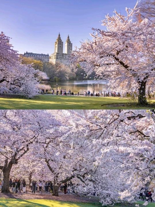 Central Park Cherry Blossoms are Blooming ❤️