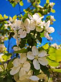 Spring Breeze in Tianjin 