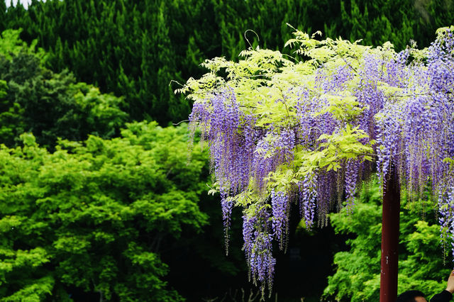 上海週末去哪裡｜嘉定紫藤園賞紫藤花