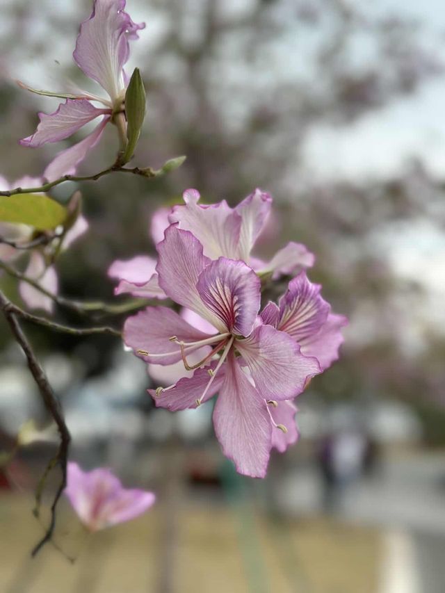 🌼🌳 Blooming Beauties of Guangzhou Cultural Park 🌺🌿