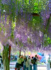 嘉定紫藤園|一簾簾紫色花瀑，詩意了四月天