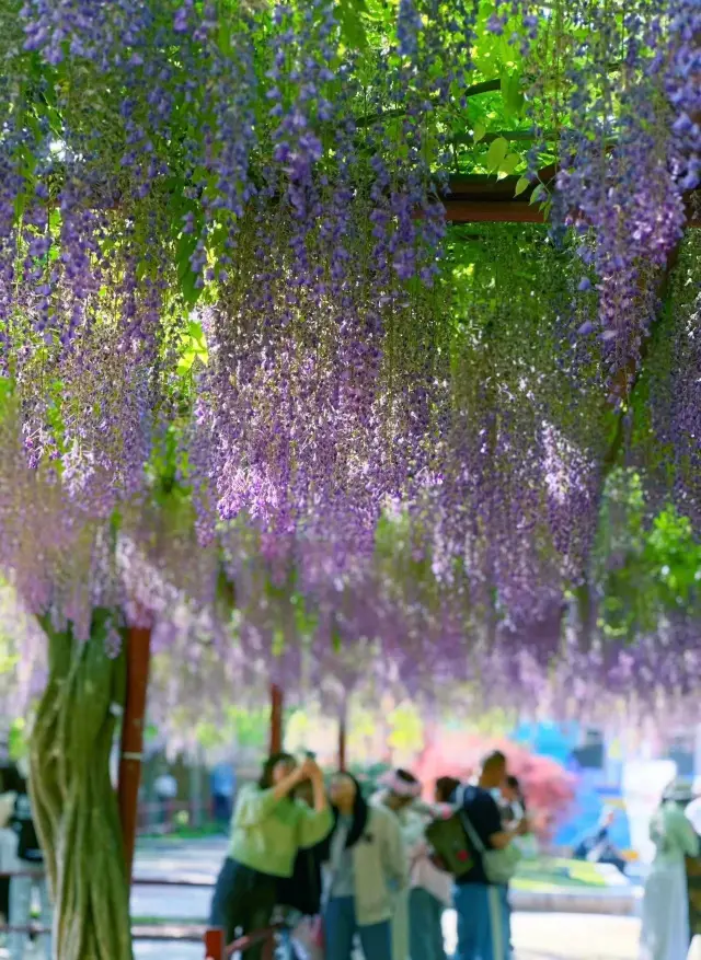 Jiading Wisteria Garden|Curtains of purple wisteria waterfalls poeticize the April sky